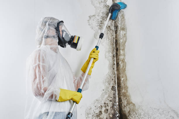 Office Mold Removal Services in Pontiac, IL