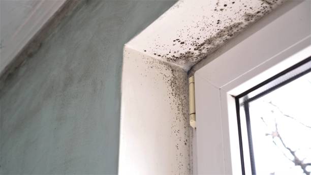 Attic Mold Removal in Pontiac, IL