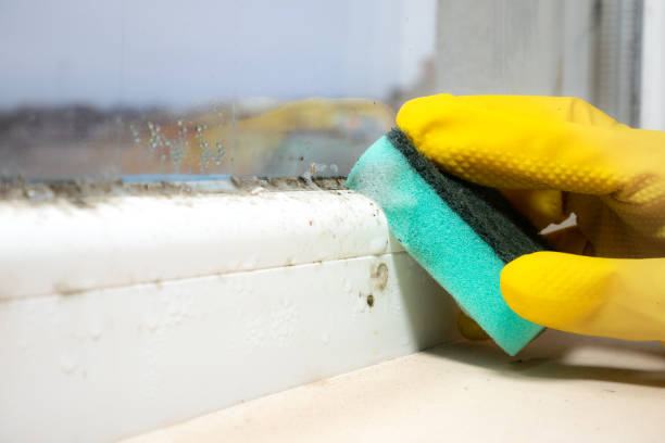 Professional Mold Removal in Pontiac, IL