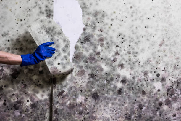 Best Crawl Space Mold Removal  in Pontiac, IL